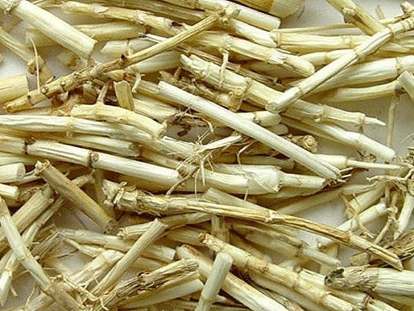 grab24376re_co_tranh_1654668587766980915181 10 bài thuốc nam trị hen phế quản - Ảnh 3.